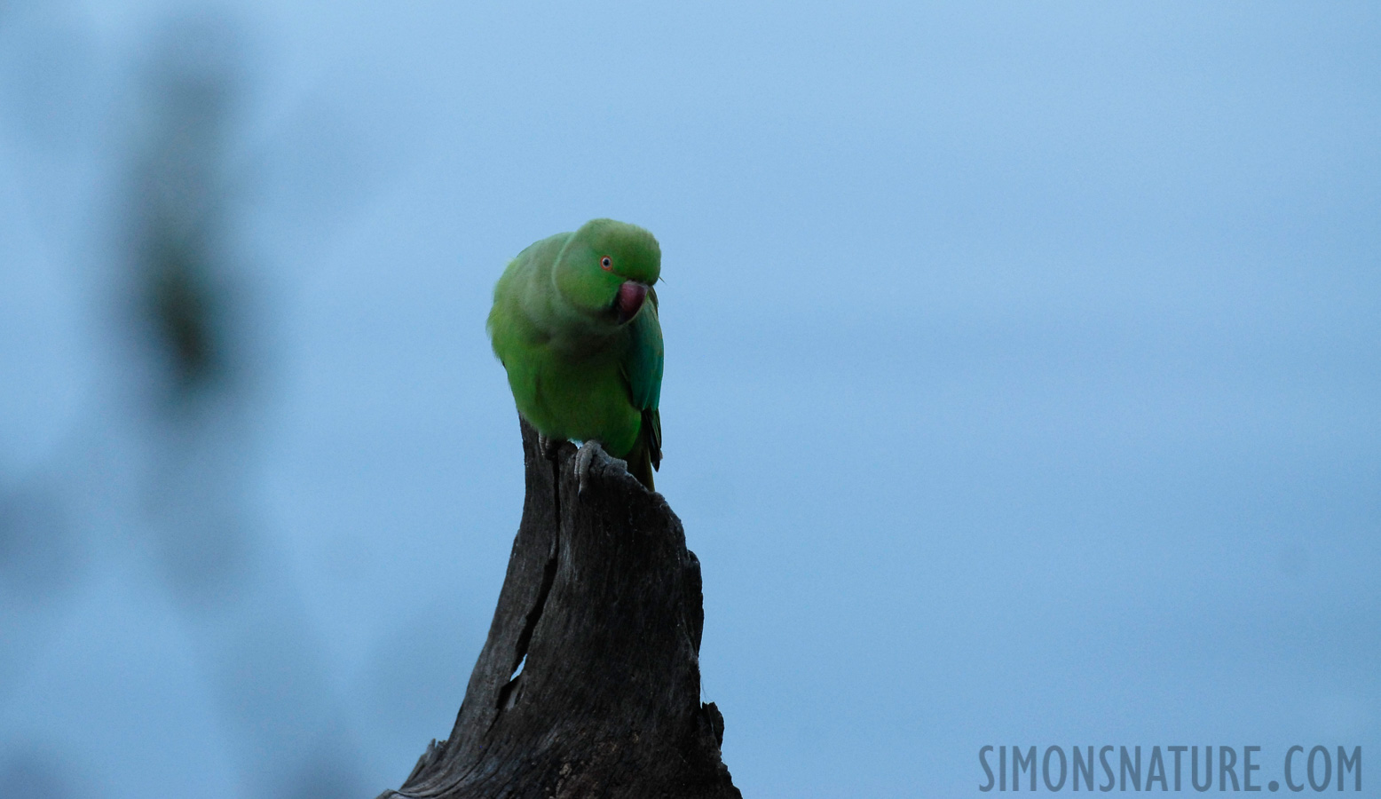 Psittacula krameri borealis [360 mm, 1/500 Sek. bei f / 5.0, ISO 400]