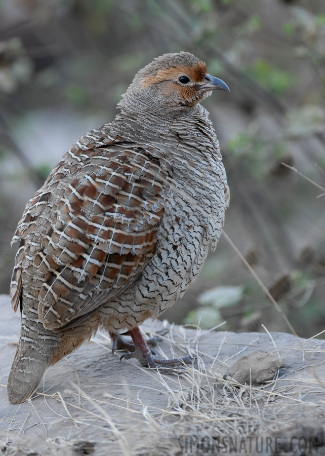 Francolinus pondicerianus interpositus [400 mm, 1/80 sec at f / 5.0, ISO 400]