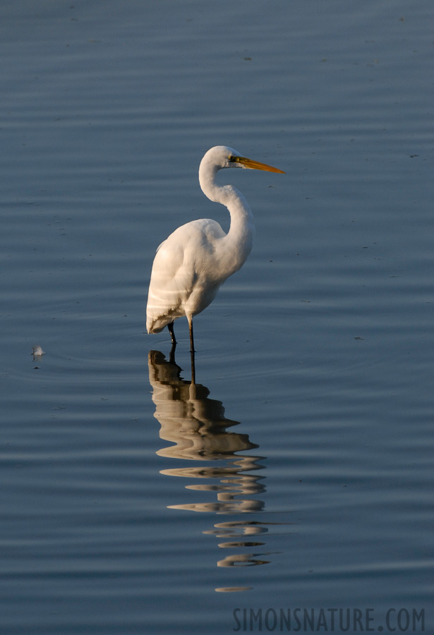 Ardea alba modesta [400 mm, 1/400 sec at f / 6.3, ISO 400]