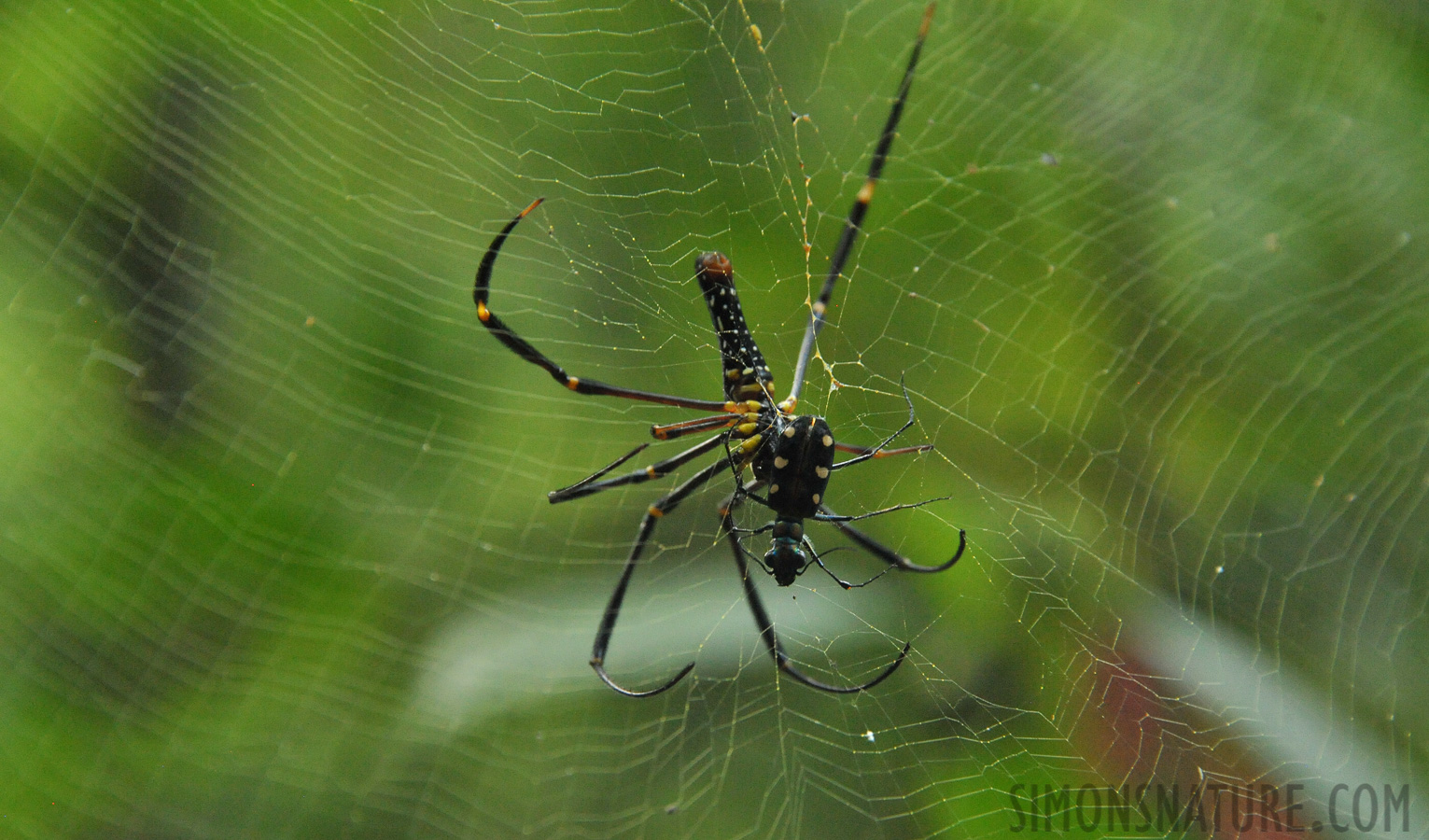 Nephila pilipes hasselti [300 mm, 1/100 Sek. bei f / 8.0, ISO 5000]