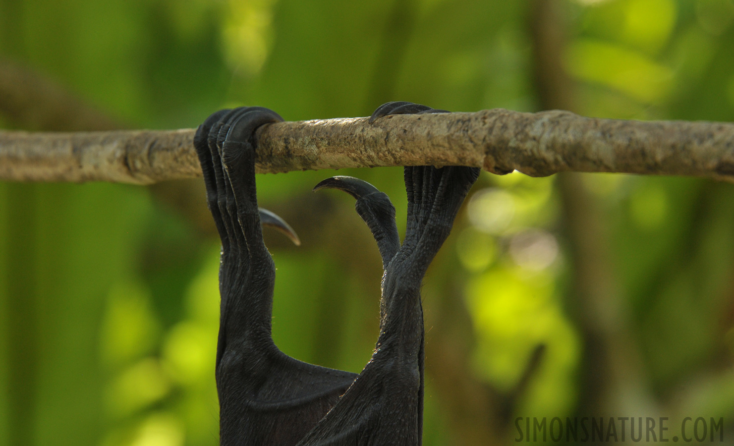 Pteropus alecto [300 mm, 1/200 Sek. bei f / 11, ISO 1600]