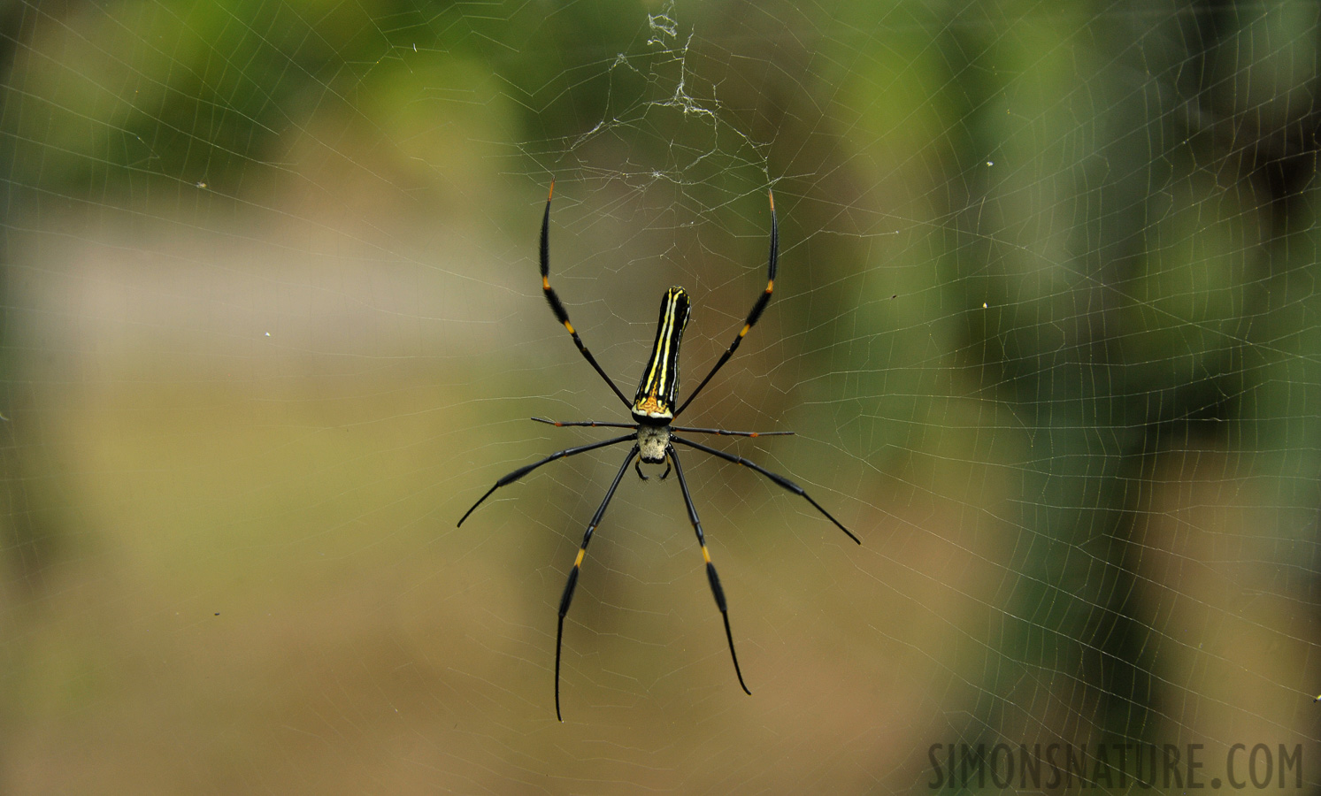 Nephila pilipes hasselti [230 mm, 1/250 Sek. bei f / 10, ISO 1600]