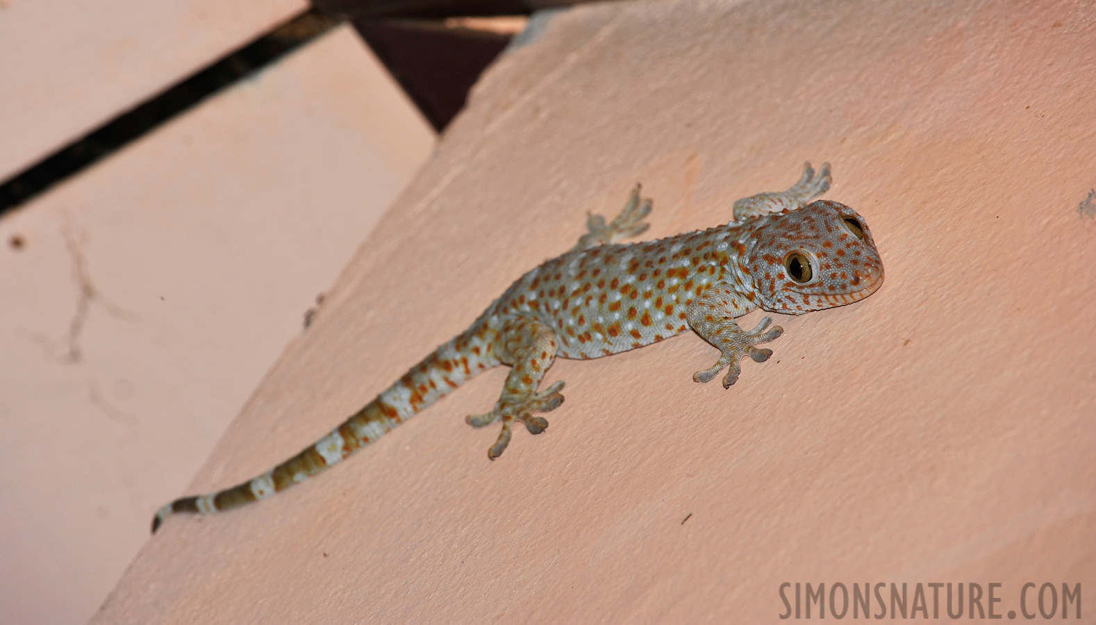 Gekko gecko gecko [340 mm, 1/60 Sek. bei f / 9.0, ISO 400]