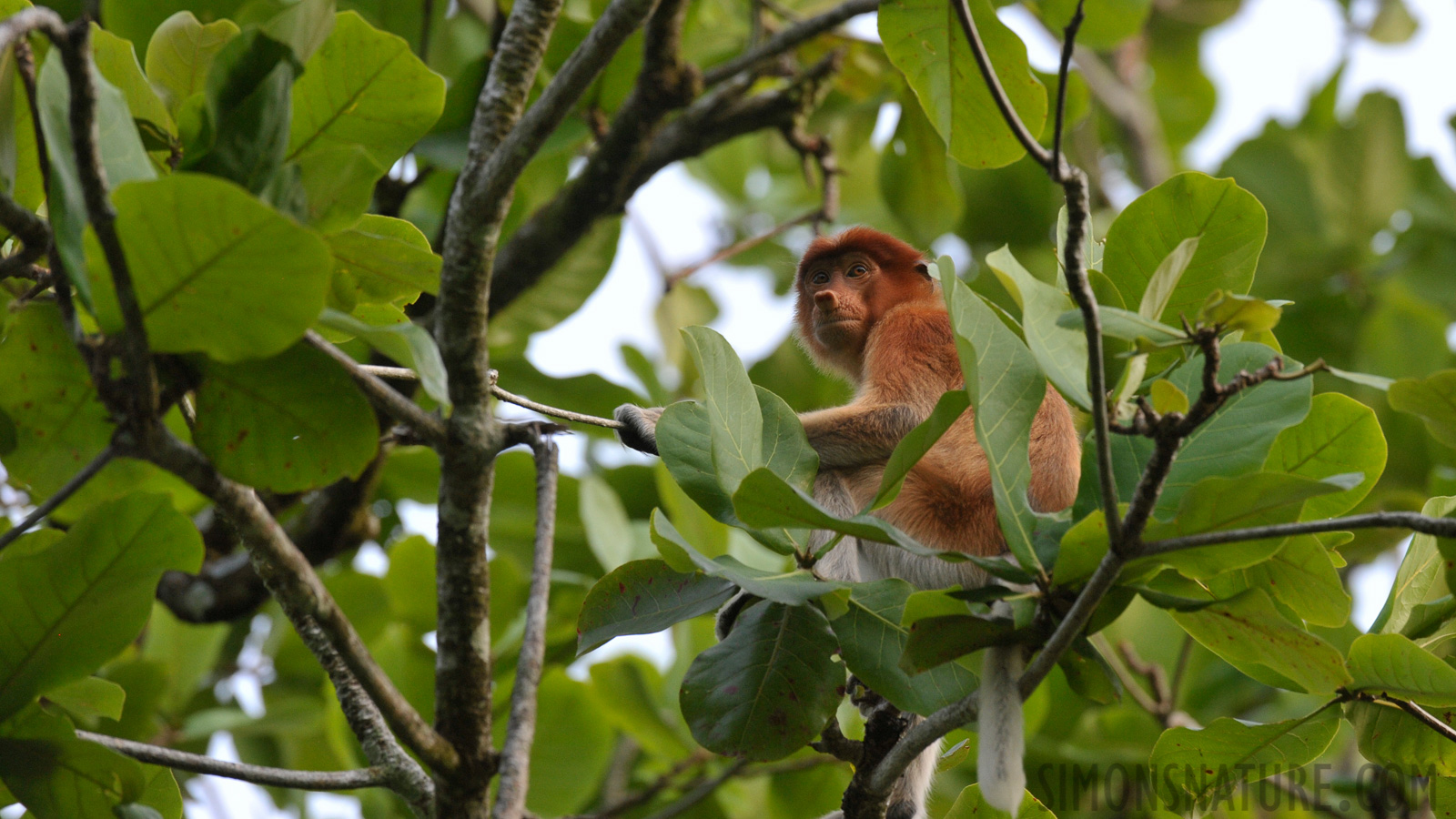 Nasalis larvatus larvatus [400 mm, 1/160 Sek. bei f / 8.0, ISO 1600]