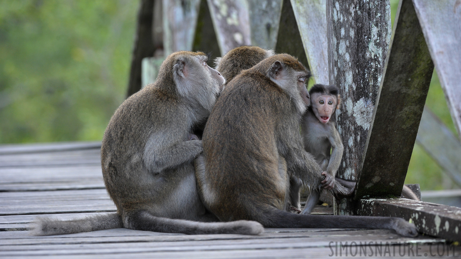 Macaca fascicularis fascicularis [250 mm, 1/160 Sek. bei f / 7.1, ISO 1600]