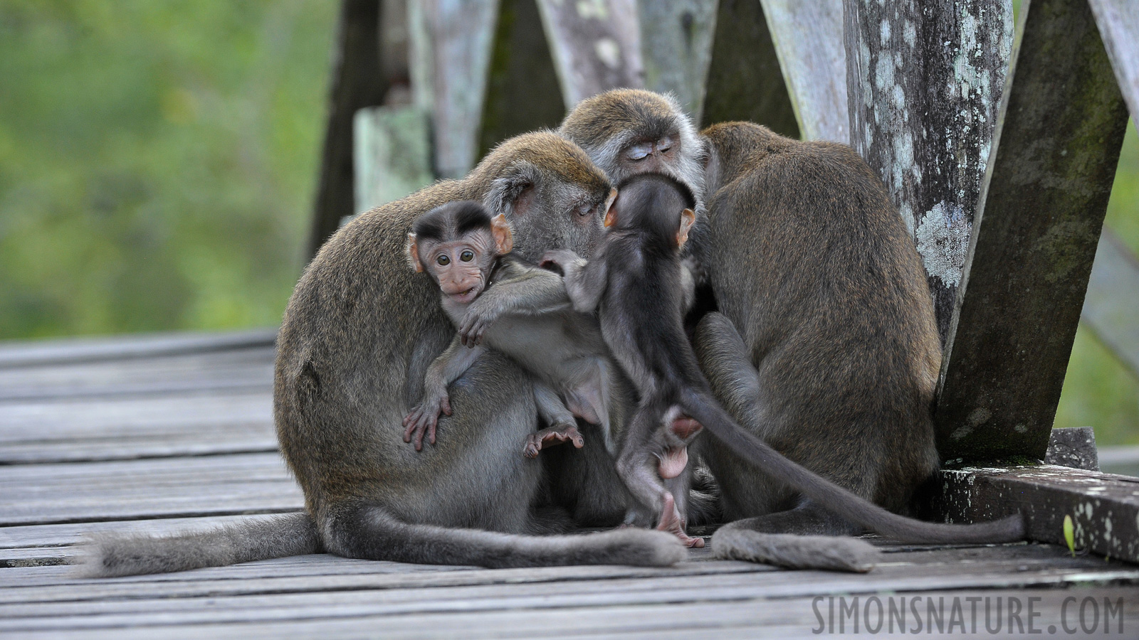 Macaca fascicularis fascicularis [250 mm, 1/160 Sek. bei f / 7.1, ISO 1600]