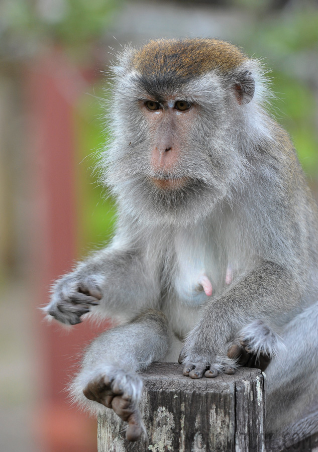 Macaca fascicularis fascicularis [240 mm, 1/100 sec at f / 9.0, ISO 1600]