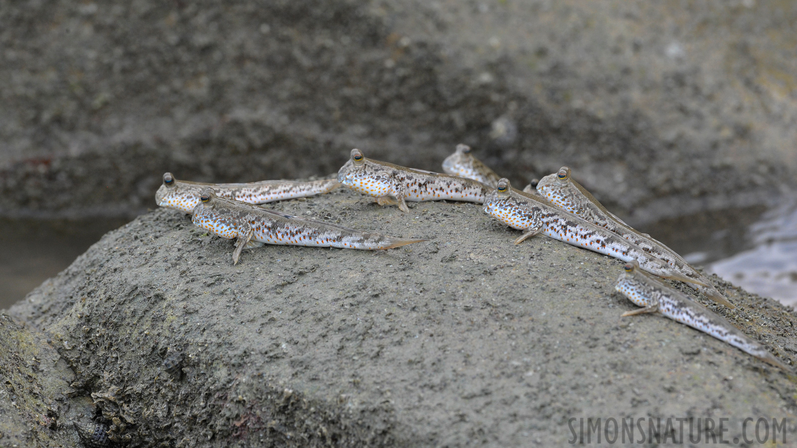 Periophthalmus chrysospilos [400 mm, 1/125 sec at f / 13, ISO 1600]