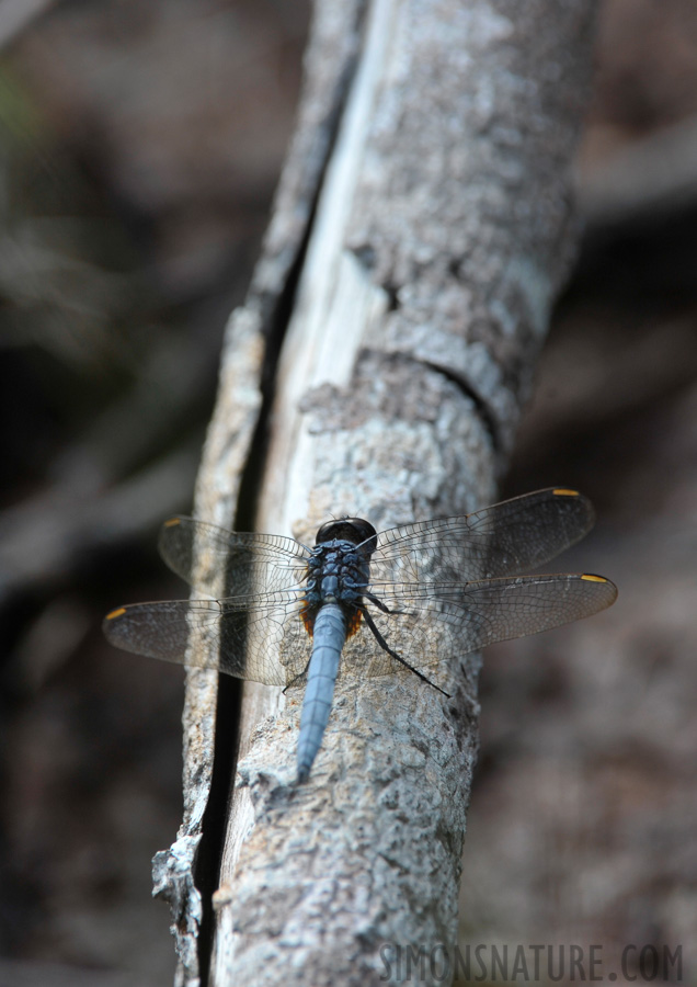 Orthetrum glaucum [550 mm, 1/320 sec at f / 9.0, ISO 400]