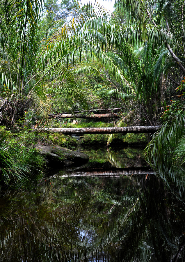 Bako National Park [36 mm, 1/100 sec at f / 14, ISO 800]