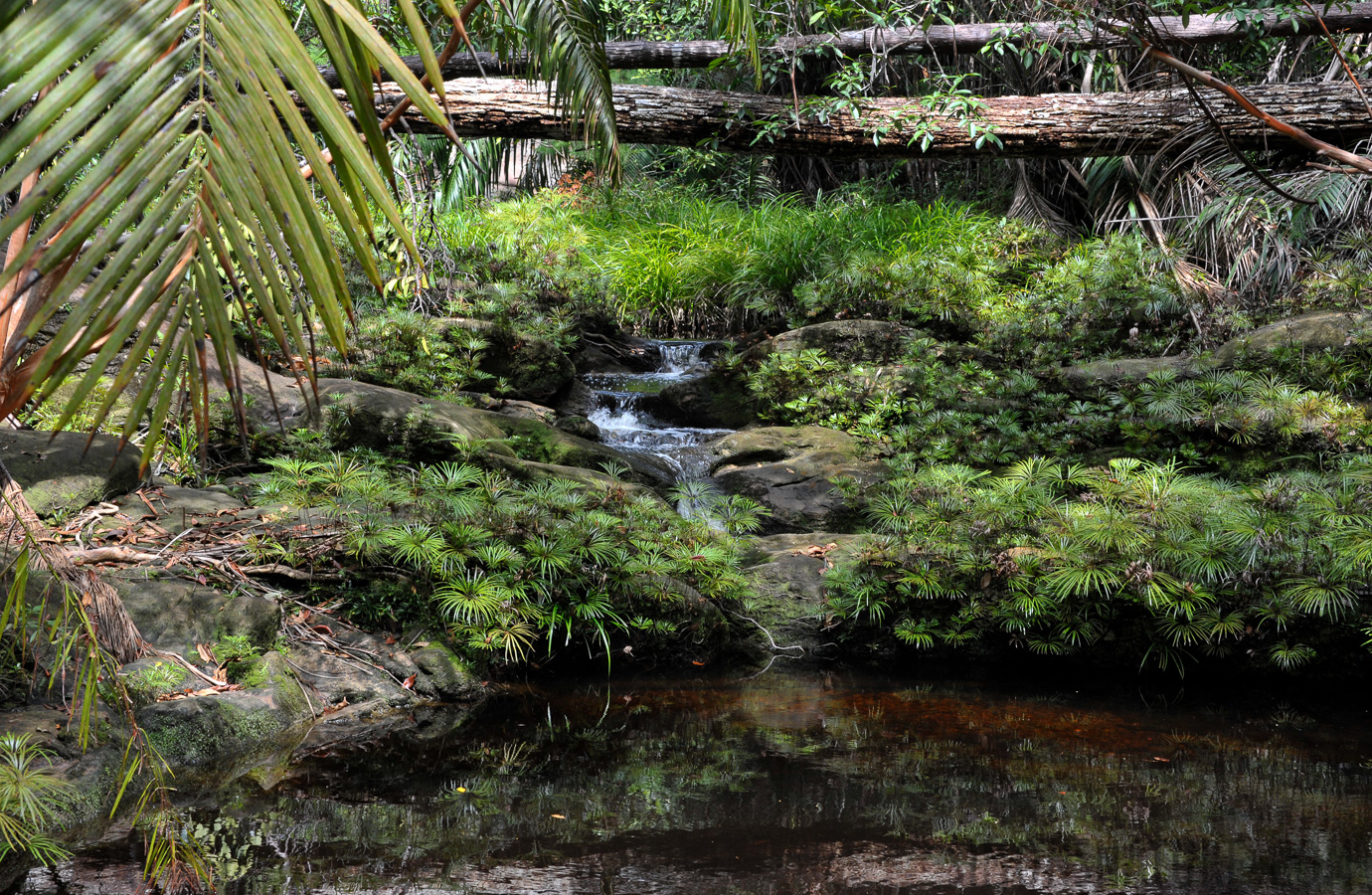 Bako Nationalpark [62 mm, 1/60 Sek. bei f / 14, ISO 800]