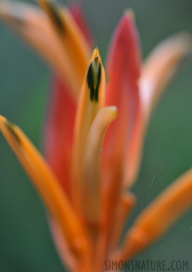 Kubah Nationalpark [105 mm, 1/60 Sek. bei f / 7.1, ISO 1600]