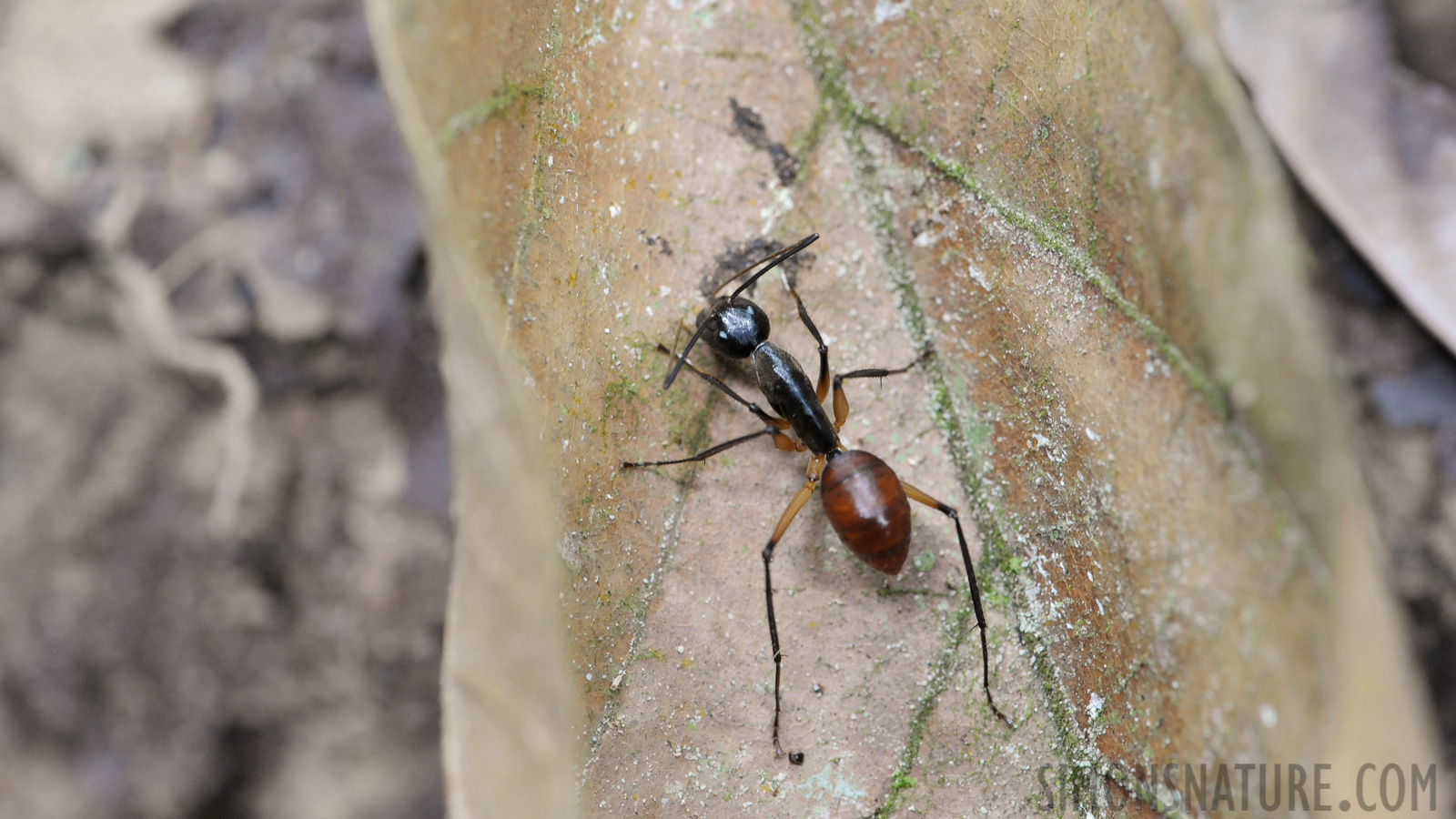 Dinomyrmex gigas [105 mm, 1/50 sec at f / 7.1, ISO 2000]