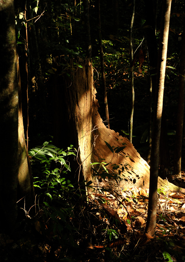 Kubah National Park [62 mm, 1/320 sec at f / 7.1, ISO 2000]