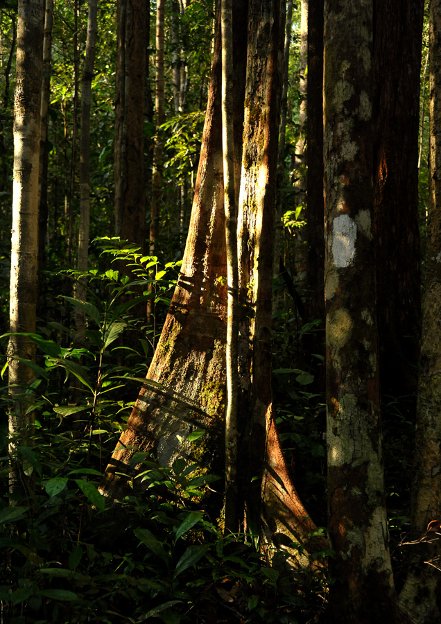 Kubah Nationalpark [50 mm, 1/125 Sek. bei f / 6.3, ISO 2500]