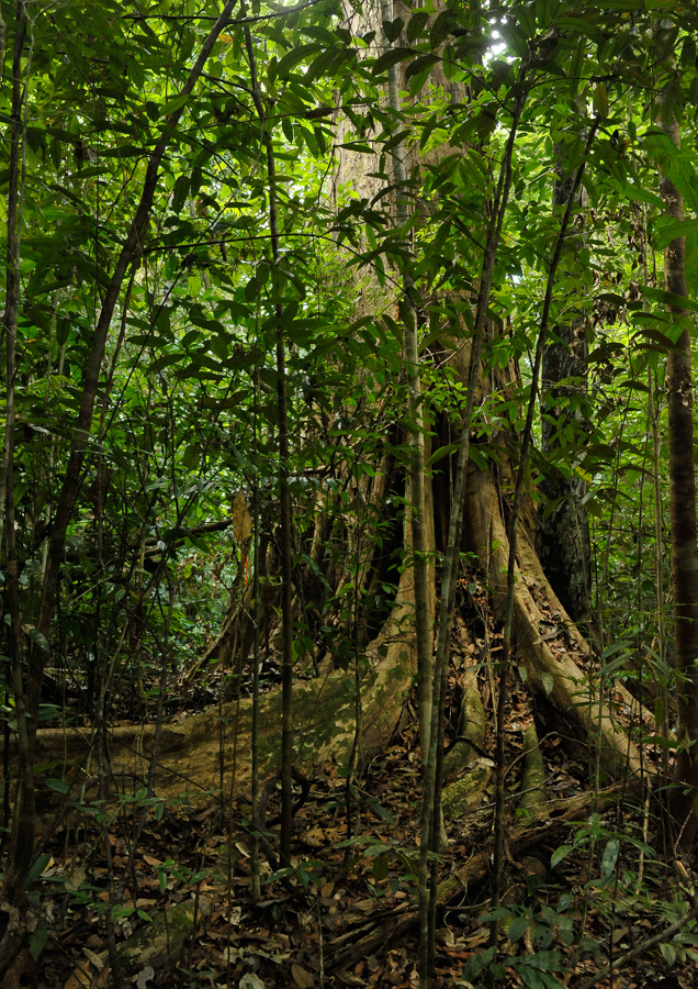 Kubah National Park [28 mm, 1/13 sec at f / 9.0, ISO 2500]