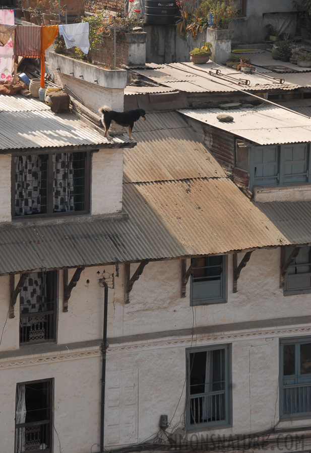 Kathmandu [105 mm, 1/250 sec at f / 8.0, ISO 200]