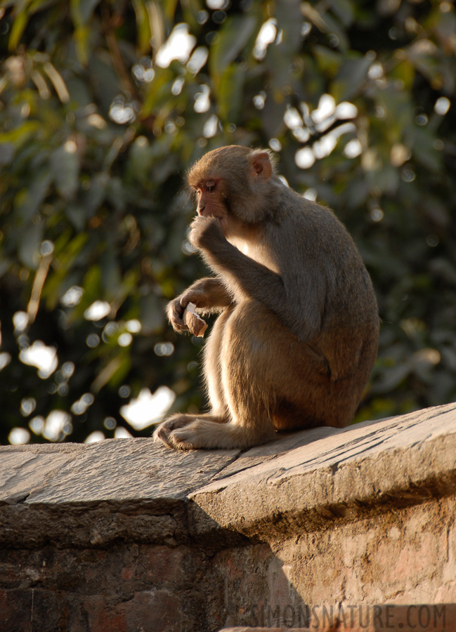 Macaca mulatta mulatta [200 mm, 1/125 Sek. bei f / 5.6, ISO 200]