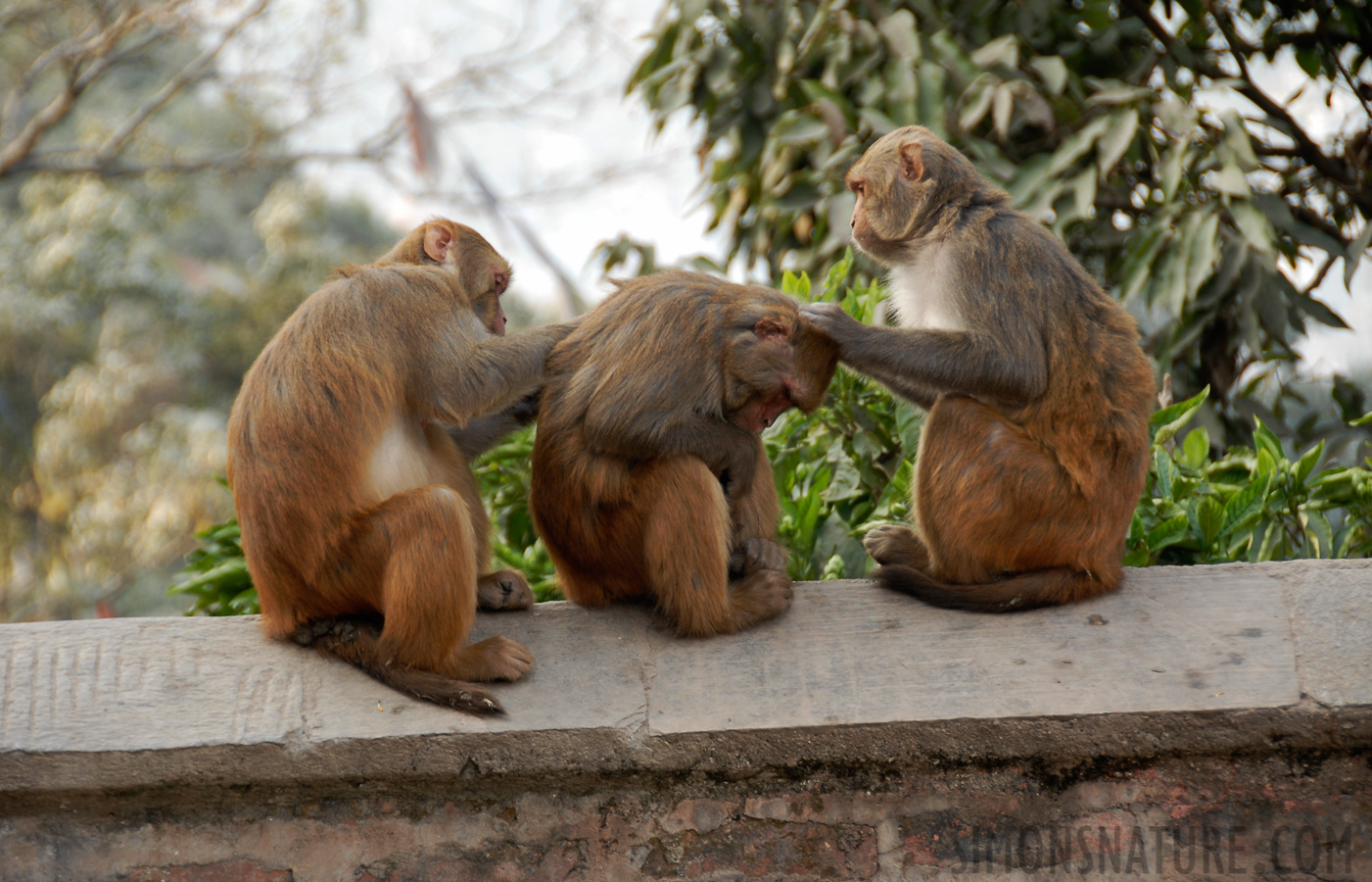 Macaca mulatta mulatta [120 mm, 1/40 sec at f / 5.3, ISO 200]