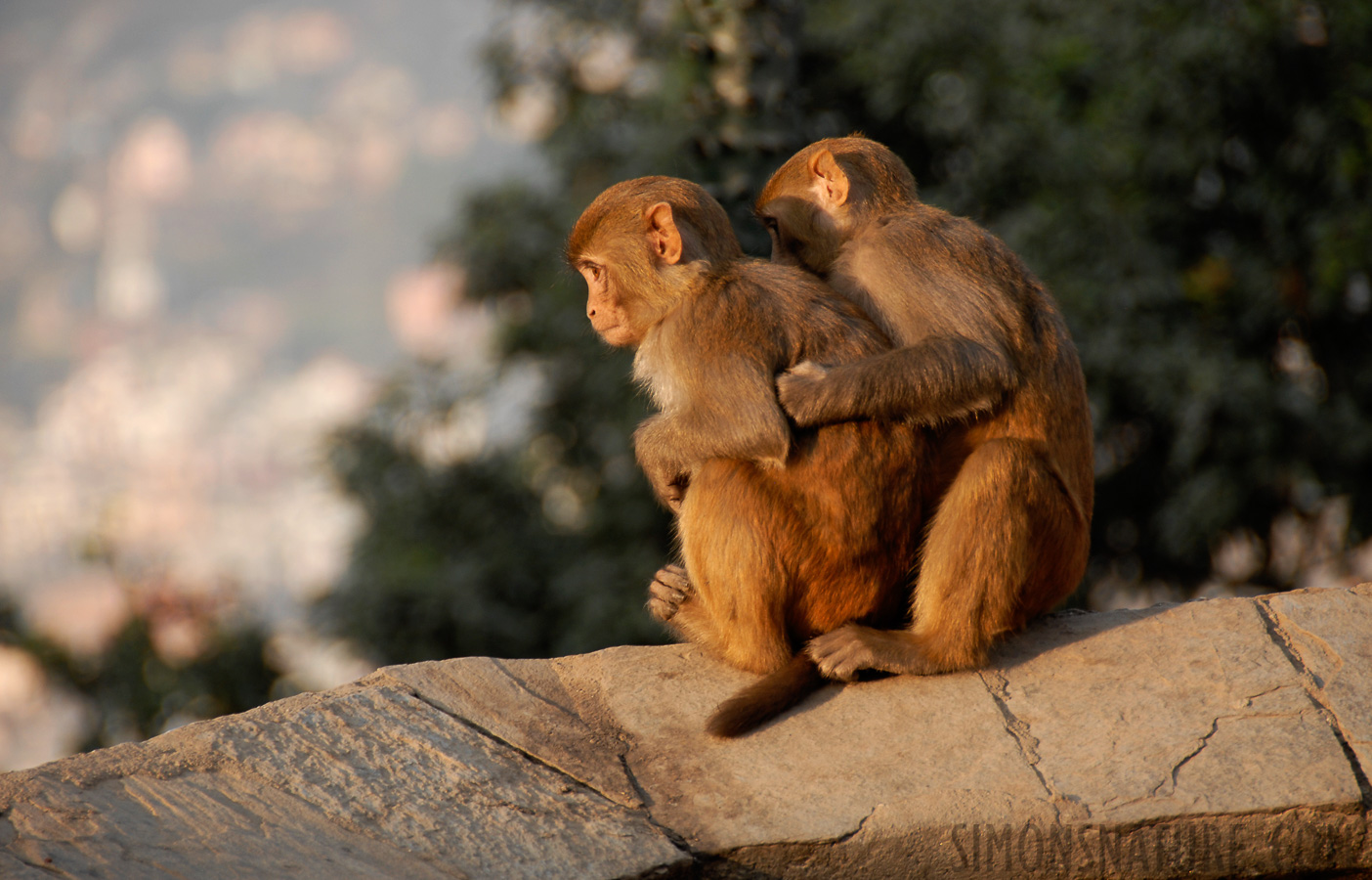 Macaca mulatta mulatta [200 mm, 1/125 Sek. bei f / 6.3, ISO 200]