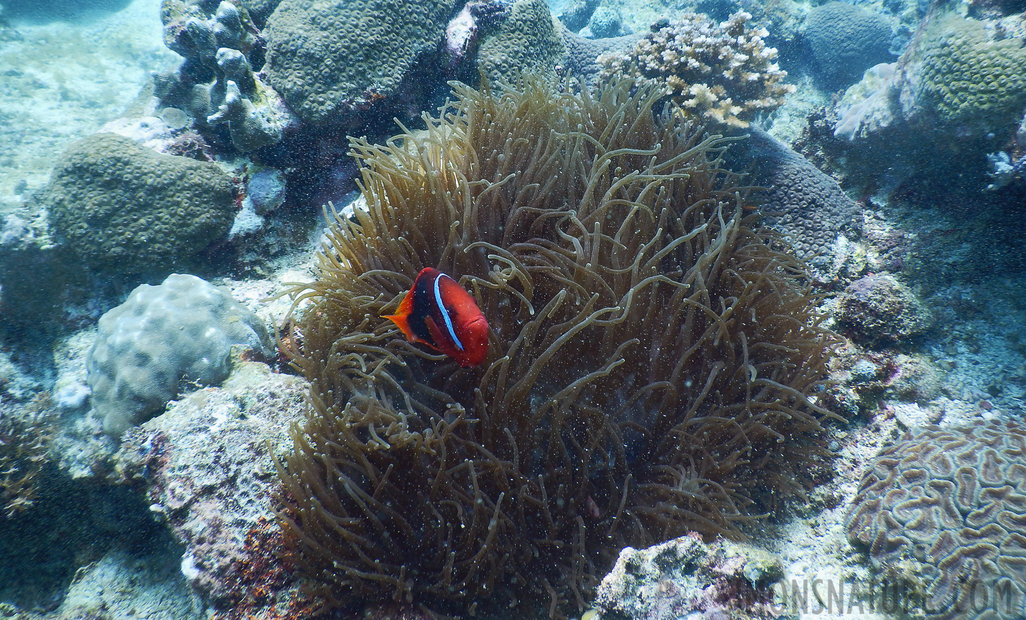 Amphiprion melanopus [5 mm, 1/125 Sek. bei f / 3.9, ISO 125]