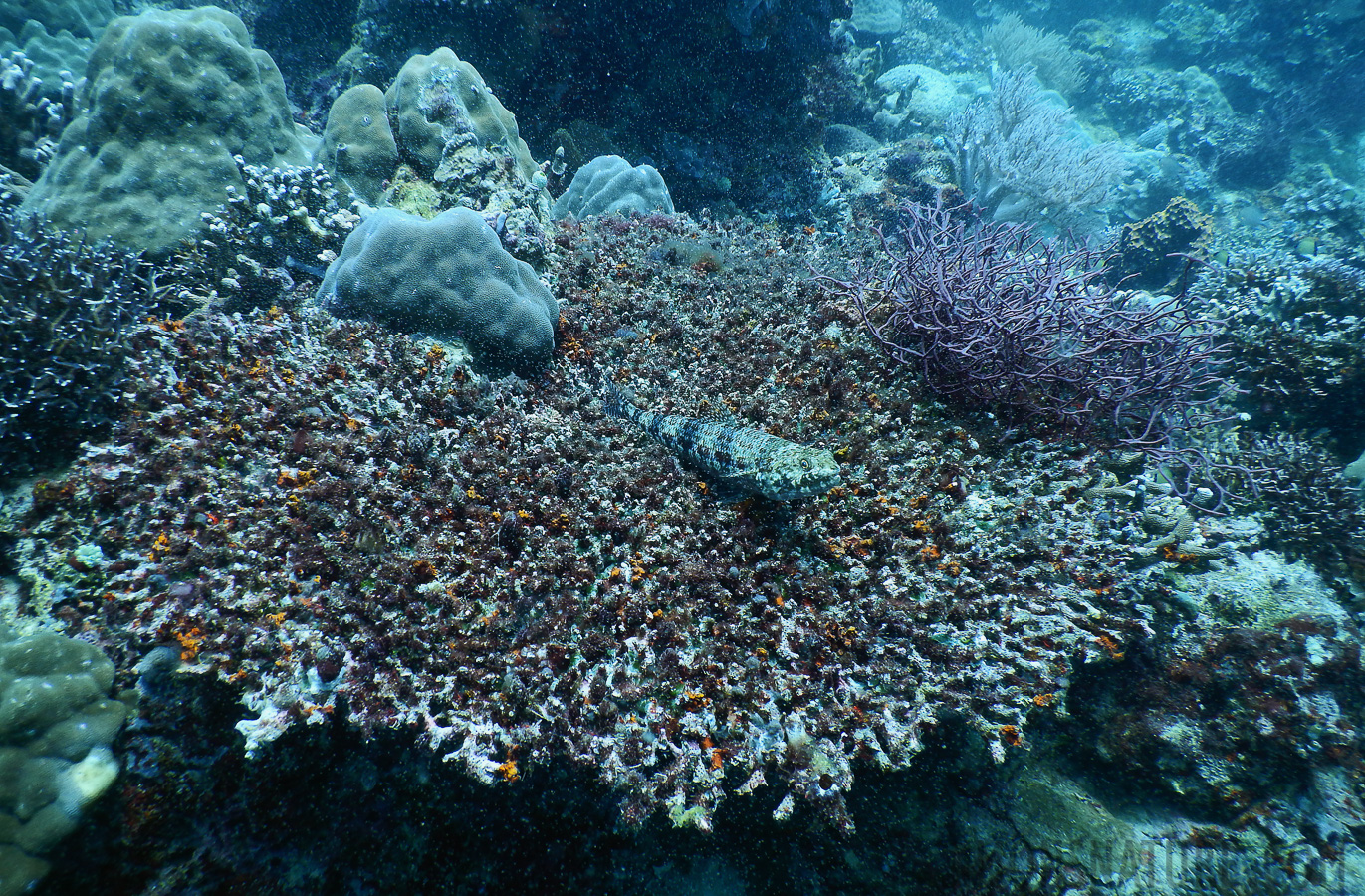 Synodus binotatus [5 mm, 1/100 sec at f / 3.9, ISO 125]