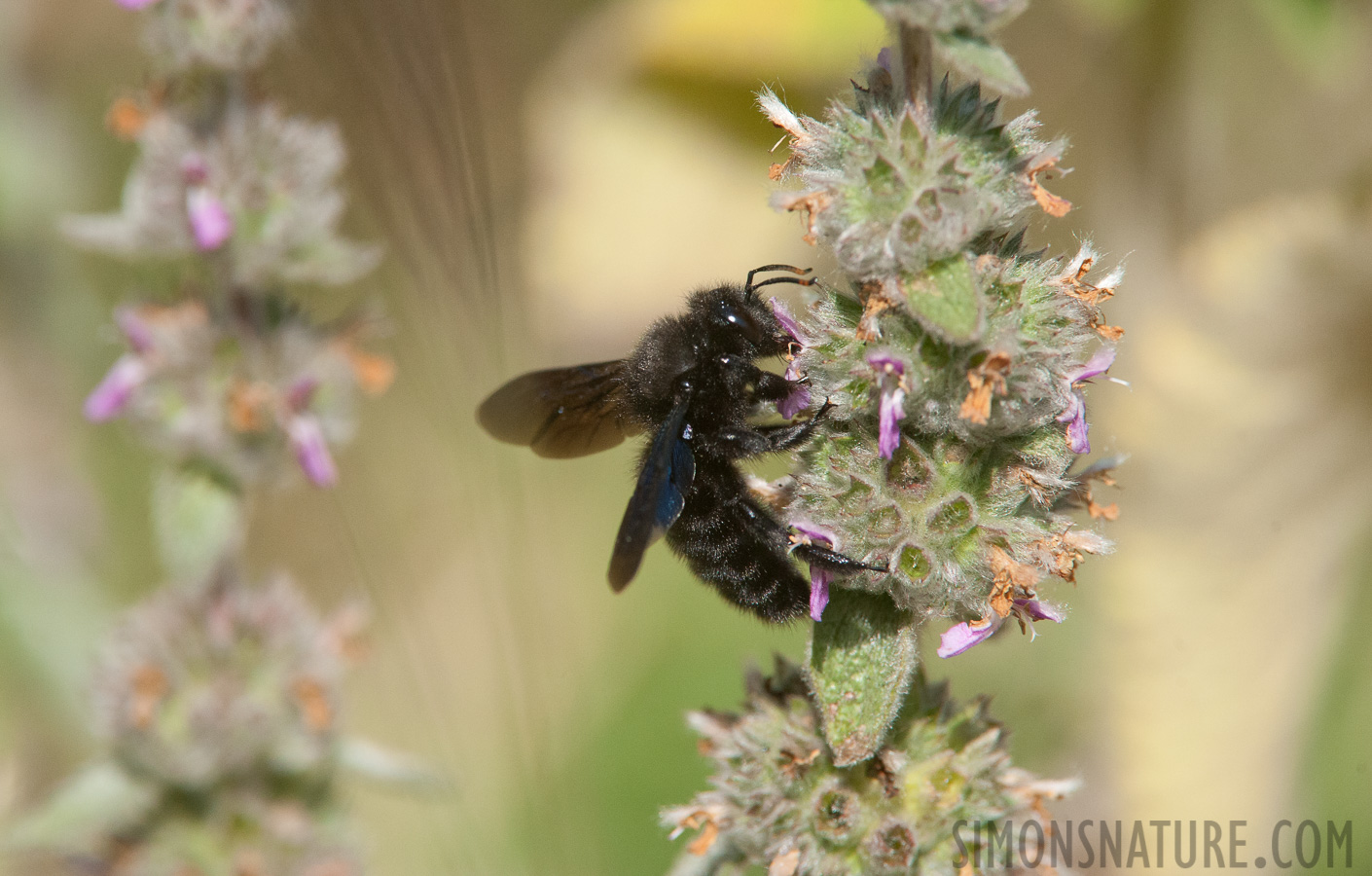 Rumänien - Xylocopa violacea [550 mm, 1/4000 Sek. bei f / 9.0, ISO 2500]