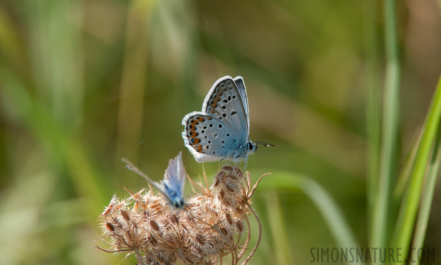 Rumänien - Plebejus argus [550 mm, 1/4000 Sek. bei f / 8.0, ISO 2500]