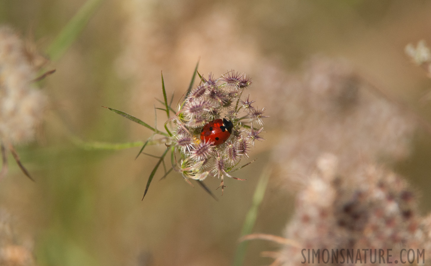 Coccinella septempunctata [550 mm, 1/6400 sec at f / 8.0, ISO 2500]