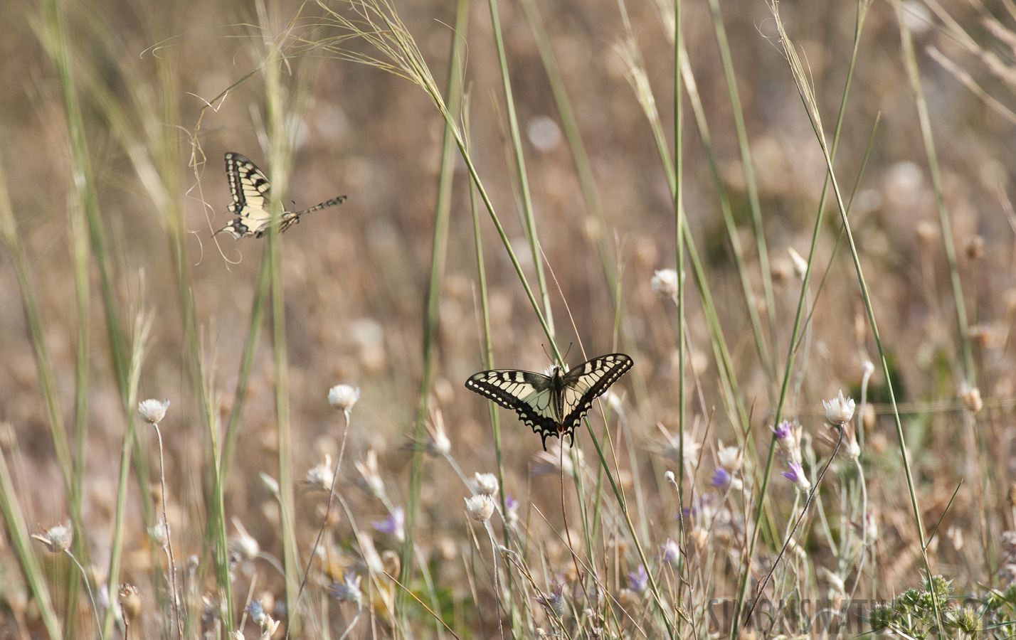 Rumänien - Papilio machaon machaon [550 mm, 1/2500 Sek. bei f / 8.0, ISO 1600]