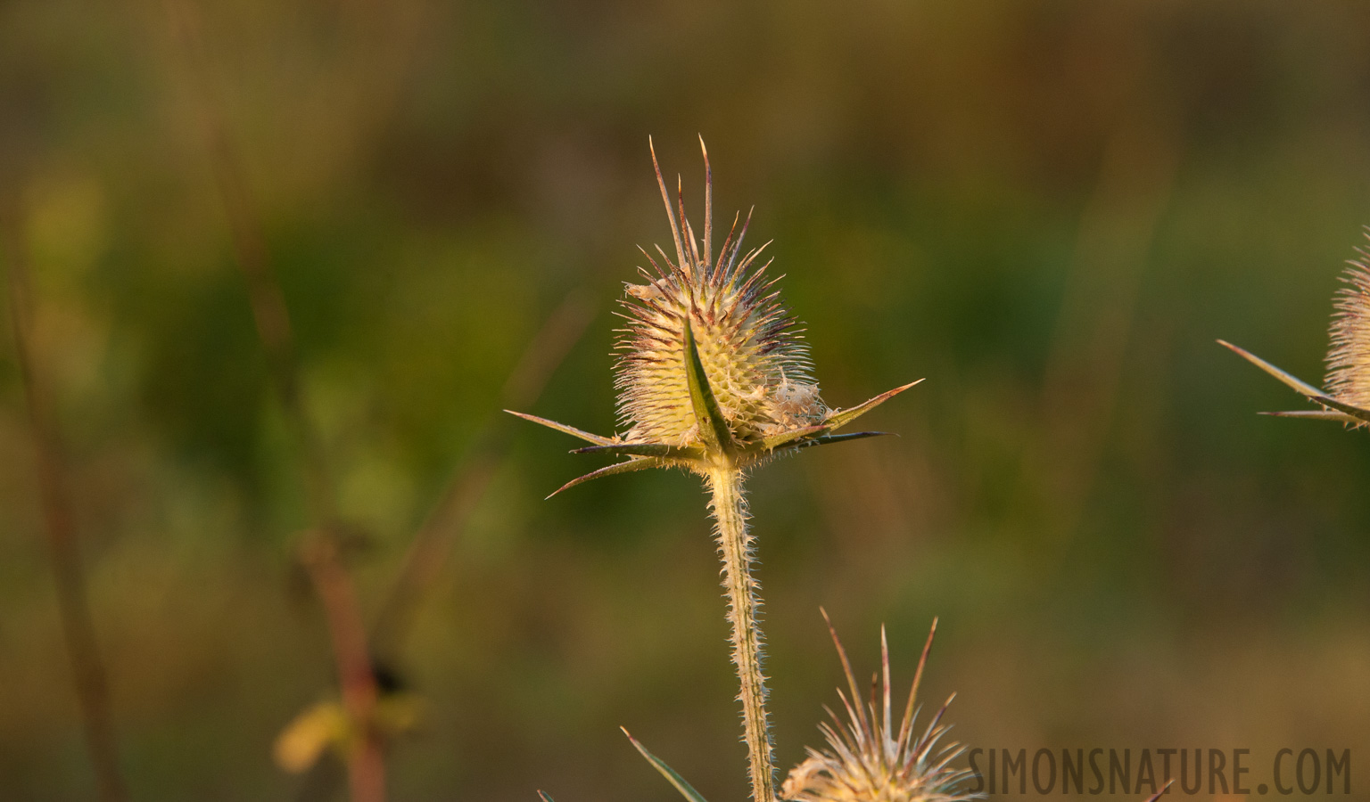 [300 mm, 1/200 sec at f / 10, ISO 1000]