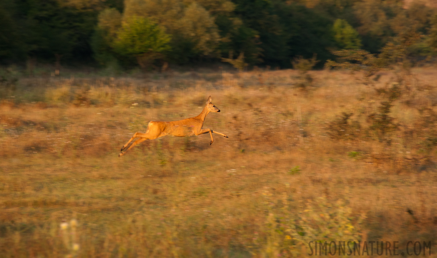 Bulgarien - Capreolus capreolus [300 mm, 1/250 Sek. bei f / 9.0, ISO 1000]