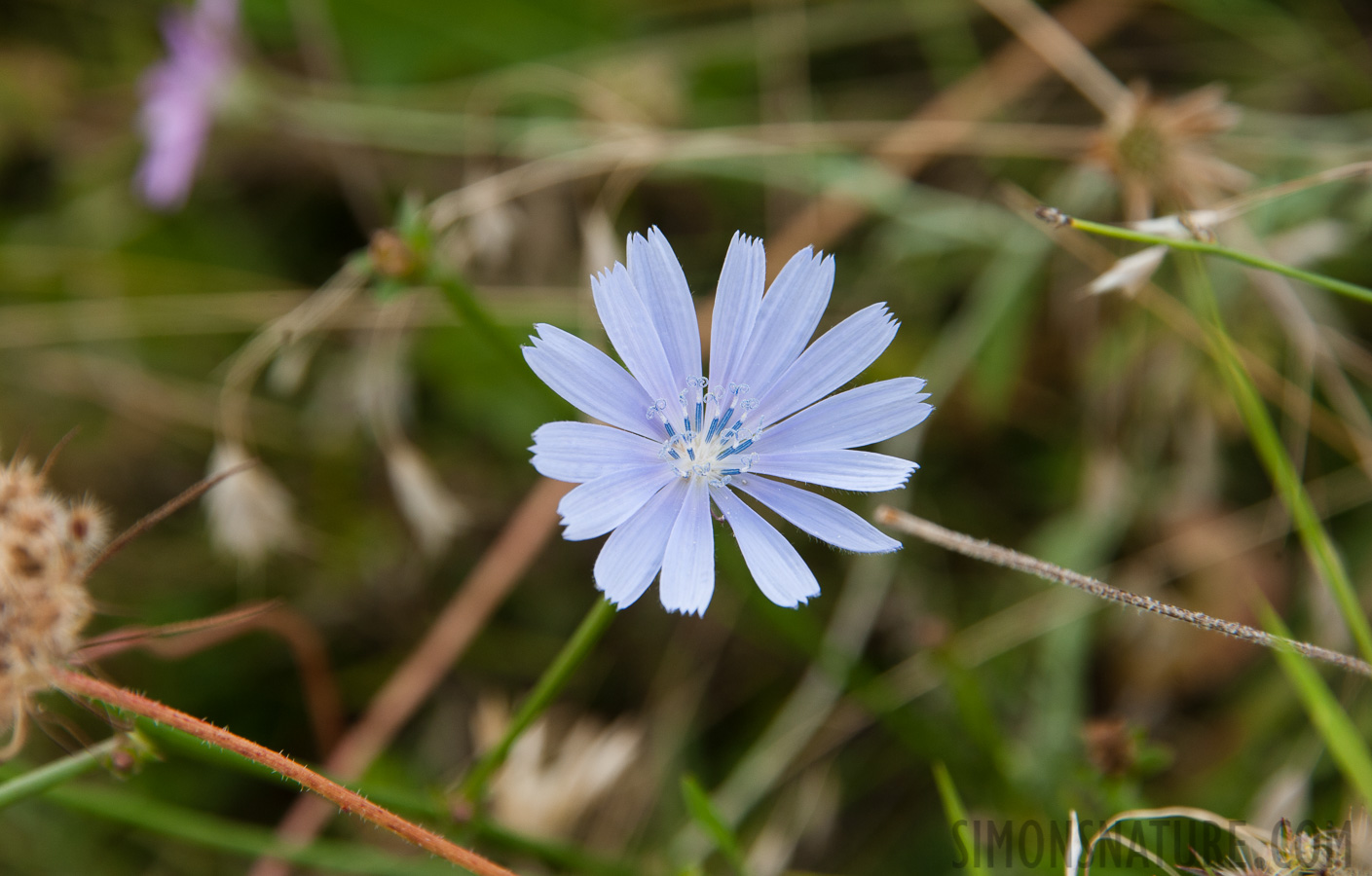 Rumänien -  [300 mm, 1/160 Sek. bei f / 8.0, ISO 400]