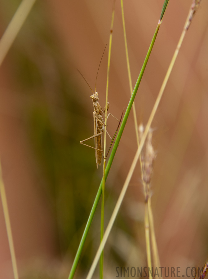 Rivetina baetica [300 mm, 1/250 sec at f / 8.0, ISO 400]