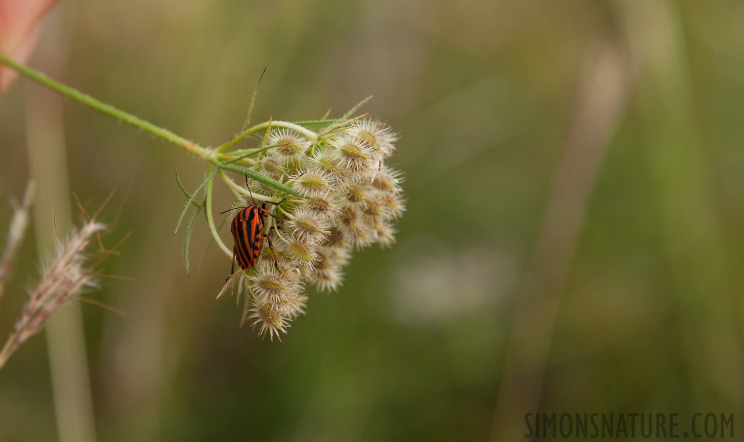 Graphosoma lineatum [300 mm, 1/400 sec at f / 8.0, ISO 400]