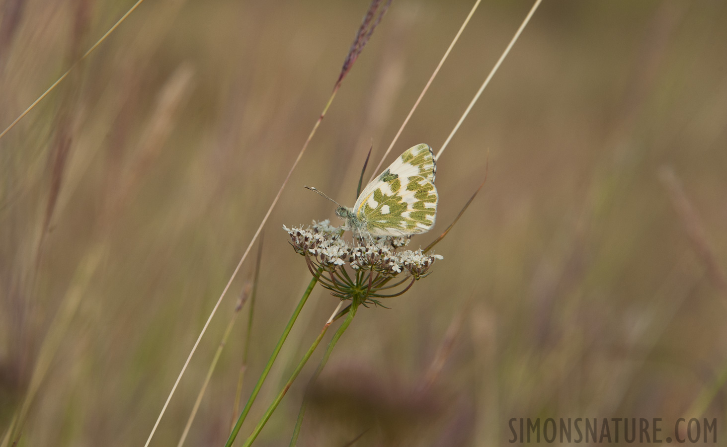 Pontia edusa [300 mm, 1/250 sec at f / 10, ISO 400]