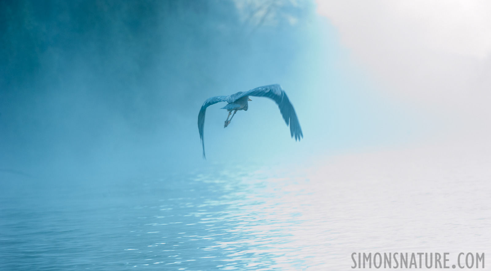 Ardea cinerea cinerea [320 mm, 1/200 sec at f / 8.0, ISO 2500]