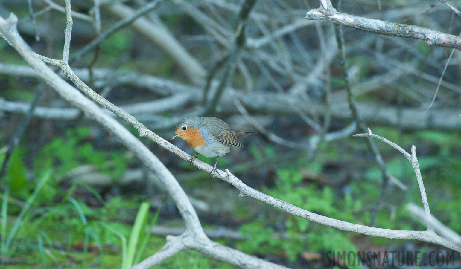 Rumänien - Erithacus rubecula [550 mm, 1/80 Sek. bei f / 8.0, ISO 2500]