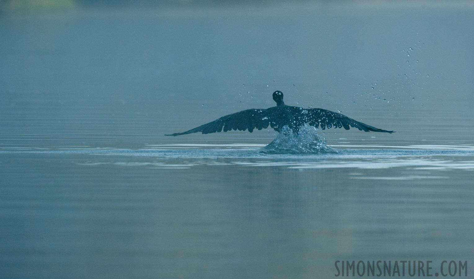 Phalacrocorax carbo sinensis [550 mm, 1/2500 sec at f / 8.0, ISO 2500]