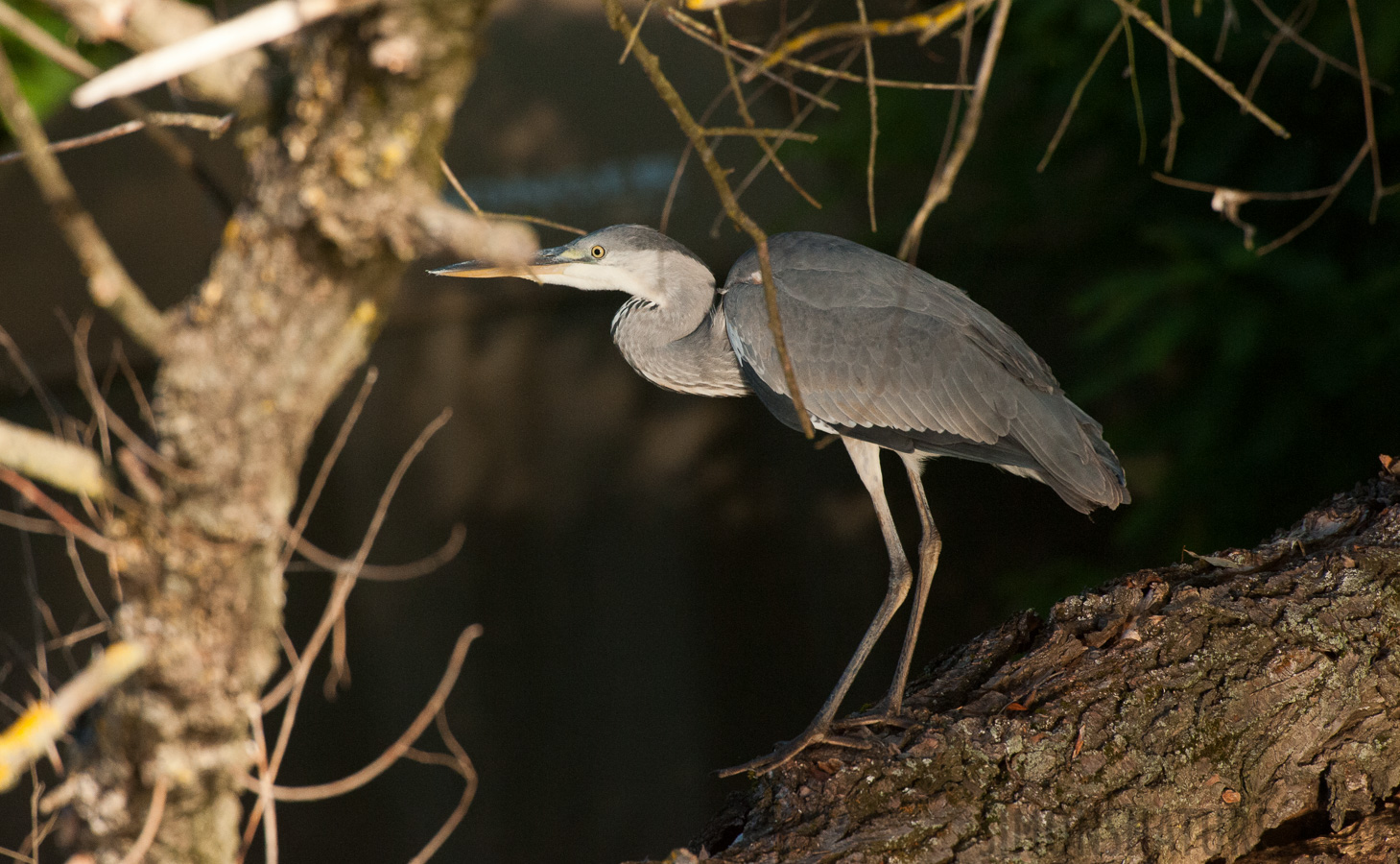 Rumänien - Ardea cinerea cinerea [550 mm, 1/2000 Sek. bei f / 8.0, ISO 2500]