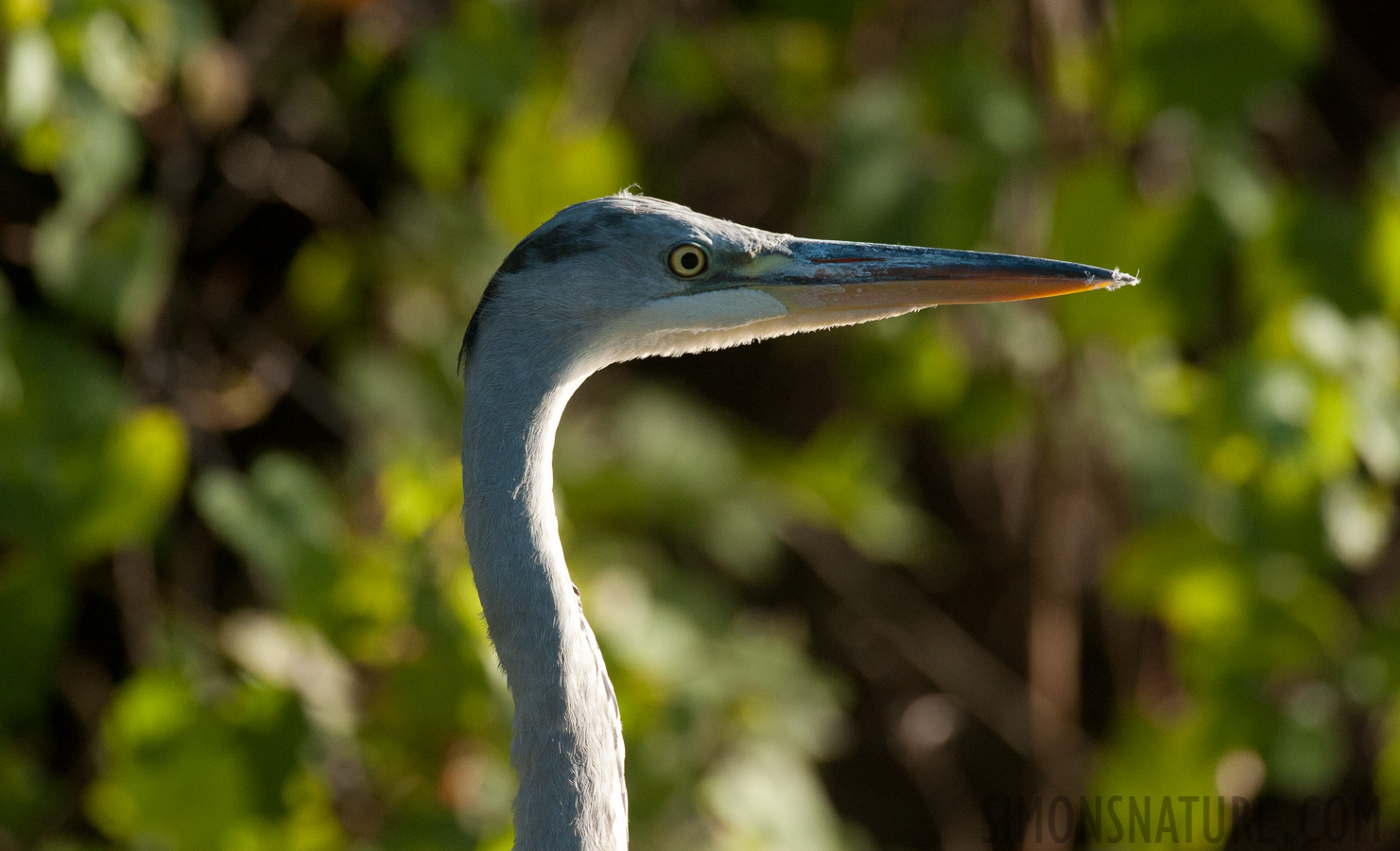 Rumänien - Ardea cinerea cinerea [490 mm, 1/1600 Sek. bei f / 7.1, ISO 1600]