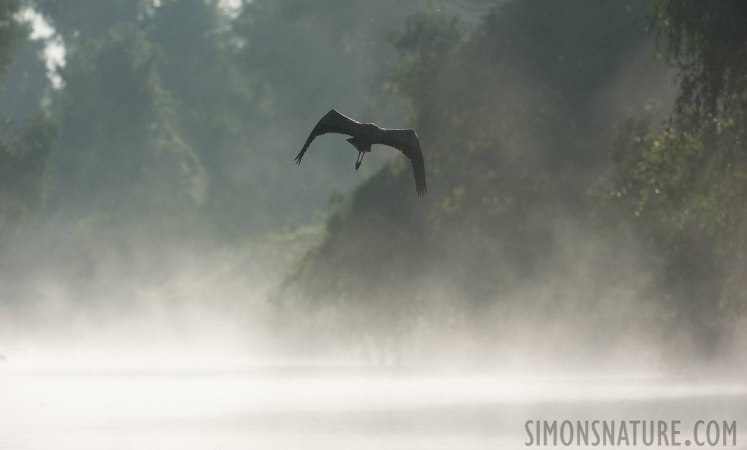 Ardea cinerea cinerea [380 mm, 1/8000 sec at f / 8.0, ISO 1600]