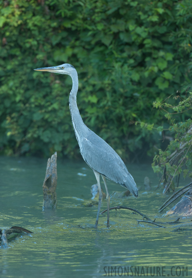 Rumänien - Ardea cinerea cinerea [280 mm, 1/250 Sek. bei f / 8.0, ISO 1600]