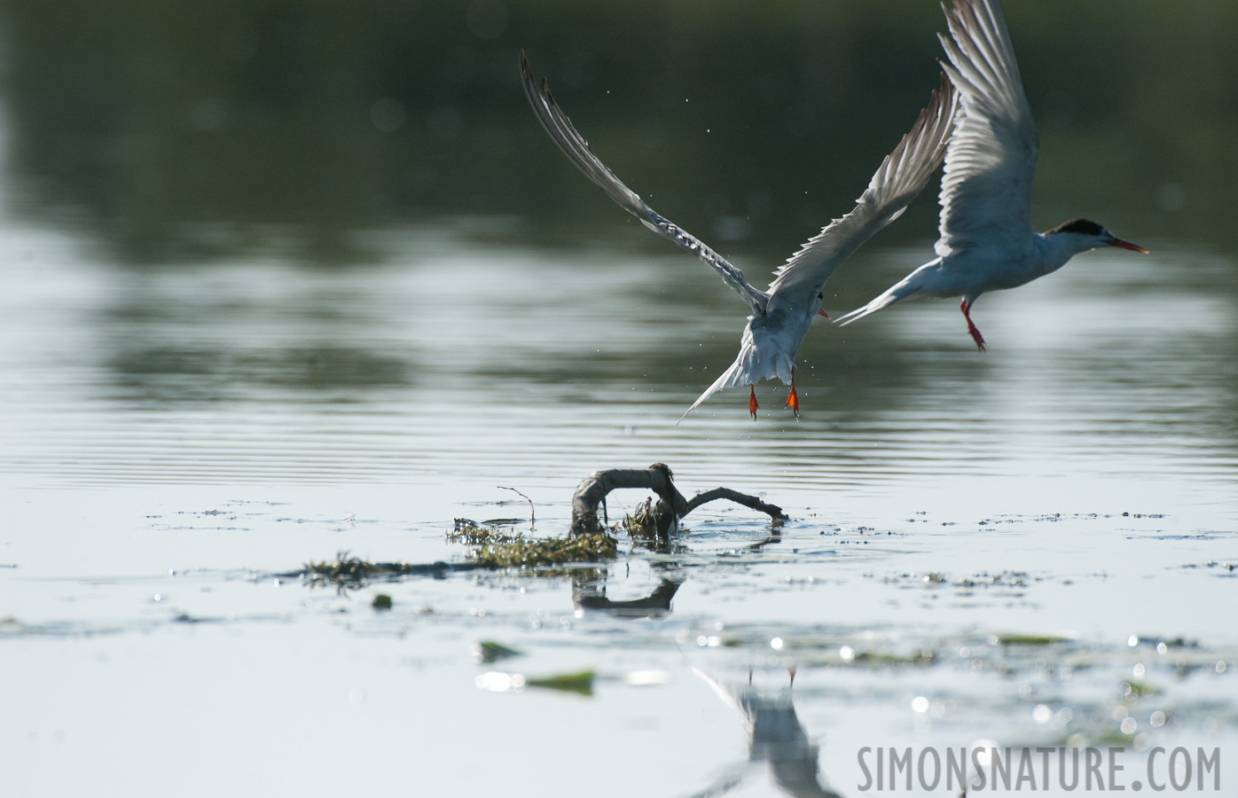 Sterna hirundo hirundo [550 mm, 1/8000 sec at f / 8.0, ISO 1600]