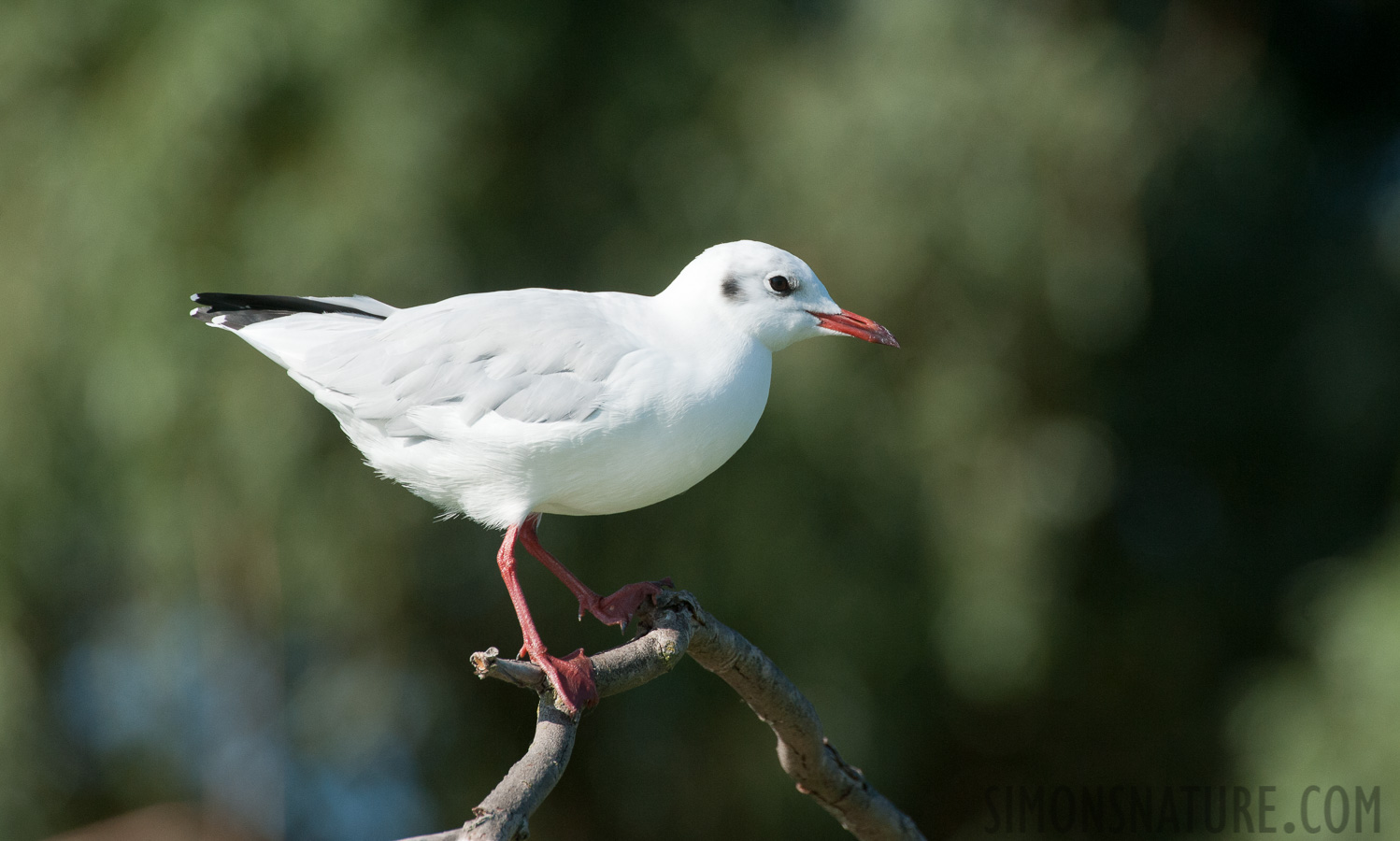 Rumänien - Chroicocephalus ridibundus [550 mm, 1/3200 Sek. bei f / 8.0, ISO 1600]