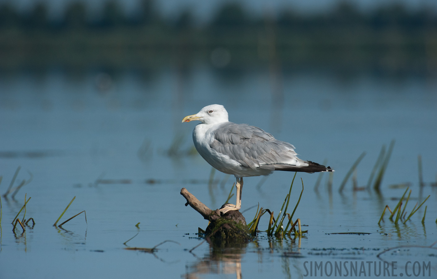 Rumänien - Larus cachinnans [550 mm, 1/6400 Sek. bei f / 8.0, ISO 1600]