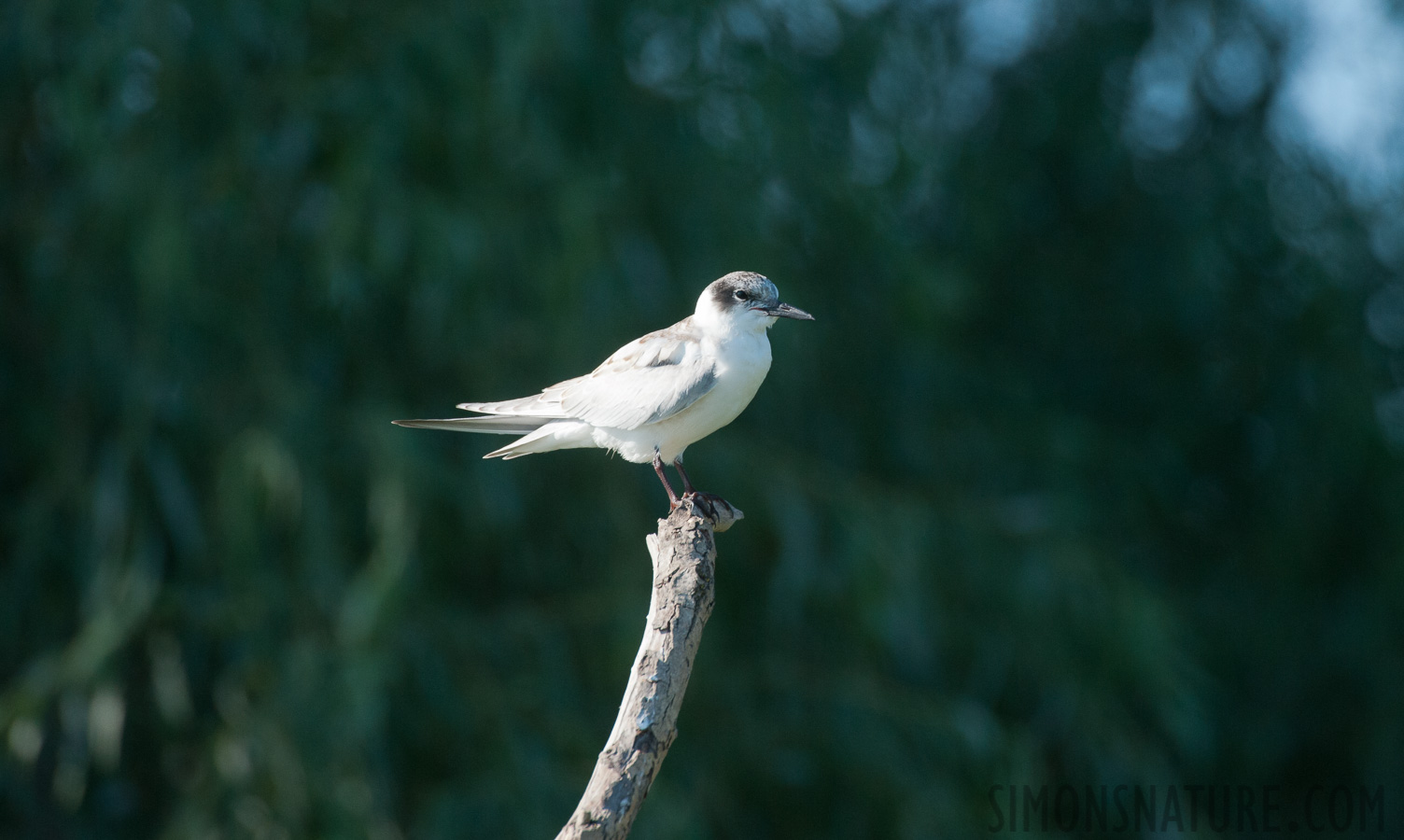 Rumänien - Chlidonias hybrida hybrida [550 mm, 1/1600 Sek. bei f / 8.0, ISO 1600]