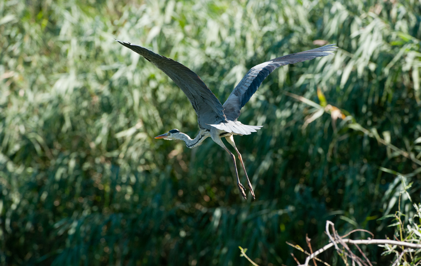 Ardea cinerea cinerea [420 mm, 1/1250 sec at f / 8.0, ISO 1600]