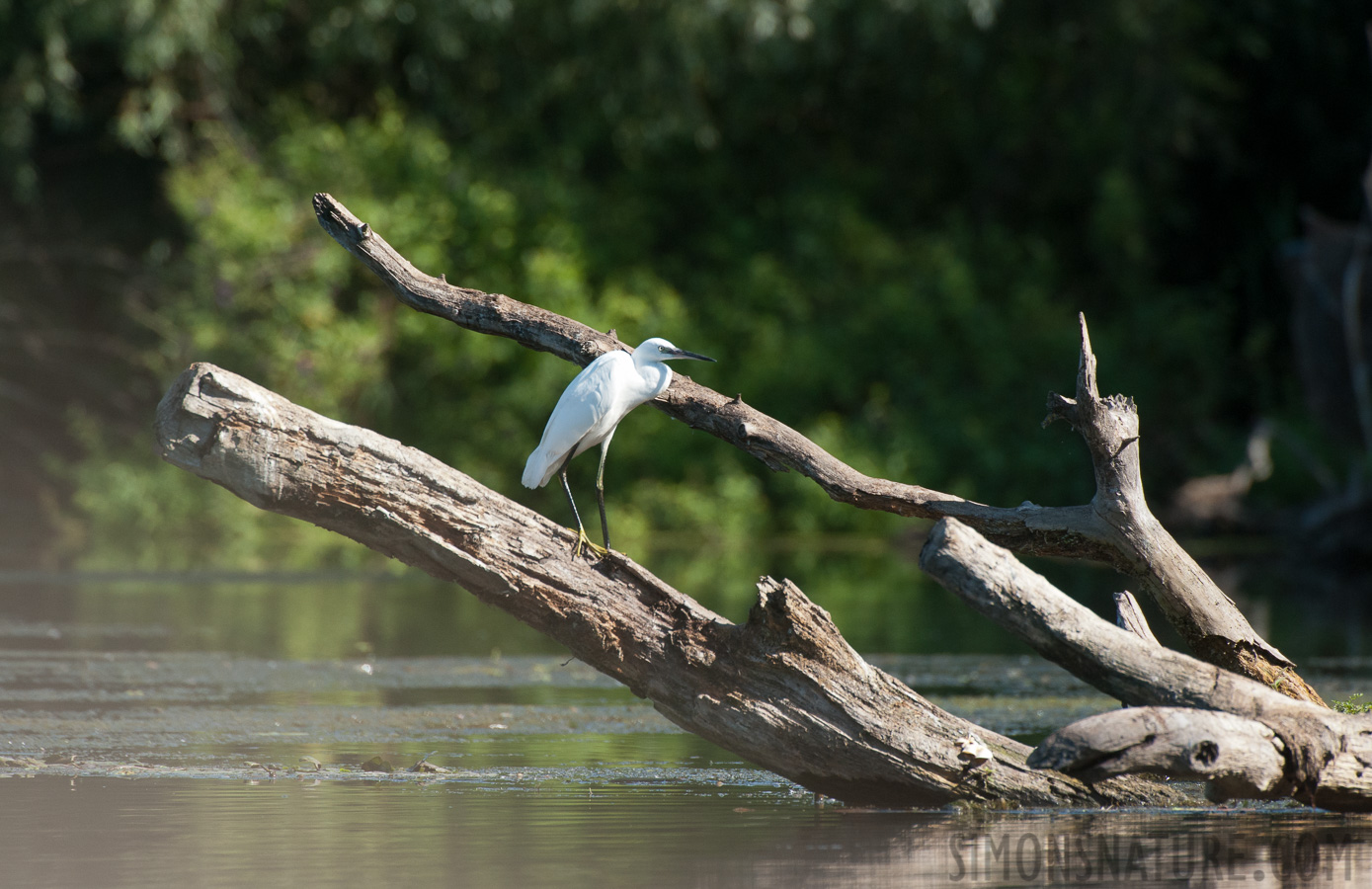 Egretta garzetta garzetta [550 mm, 1/1250 sec at f / 8.0, ISO 1600]