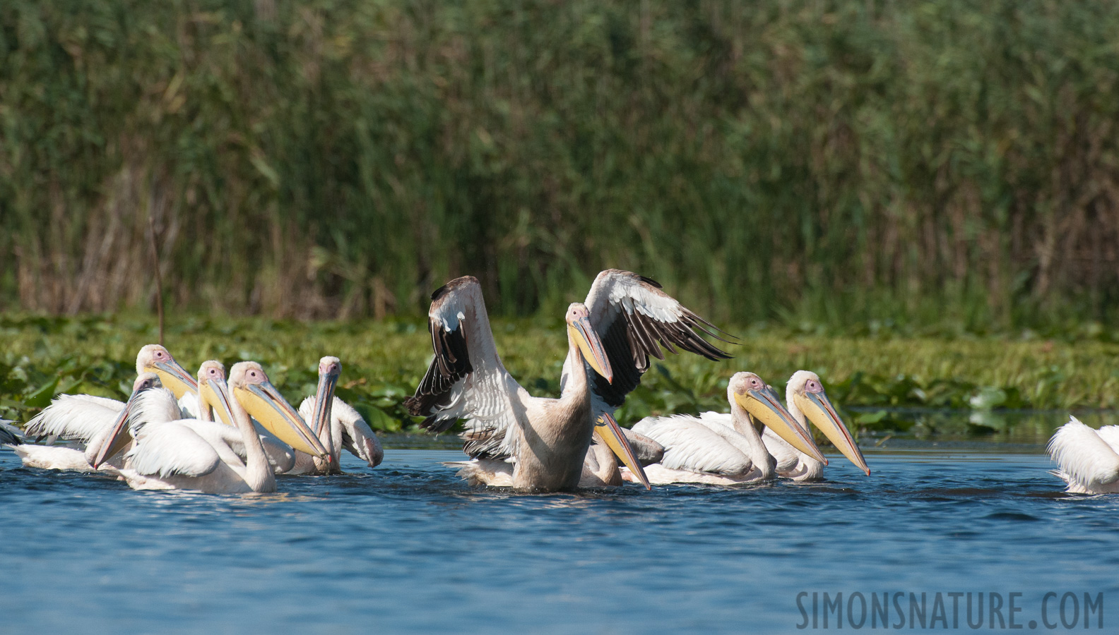 Rumänien - Pelecanus onocrotalus [550 mm, 1/4000 Sek. bei f / 9.0, ISO 1600]